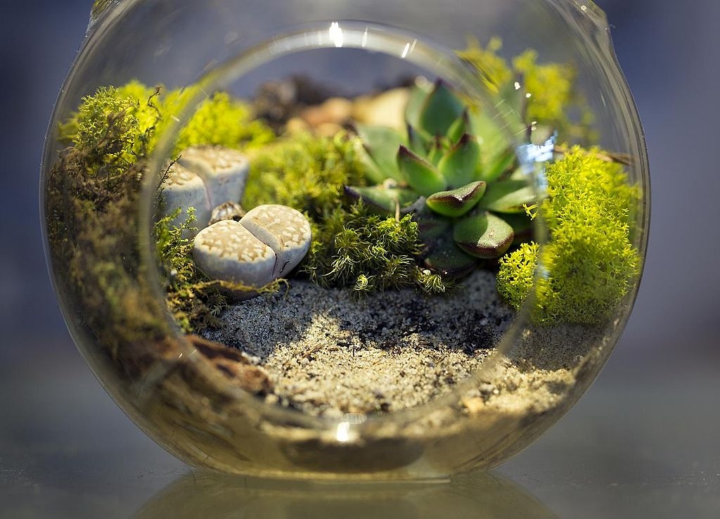 8-terrarium